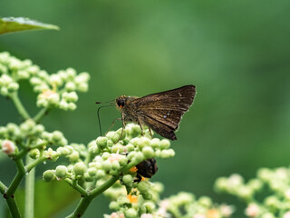 Straight Swift butterfly on small bushkiller flowers 2
