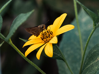 Common Straight Swift butterfly on yellow daisy