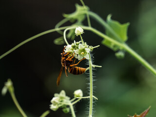 Japanese yellow hornet on small white flowers