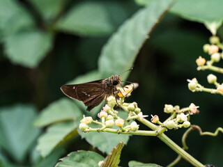 Common Straight Swift butterfly on small flowers