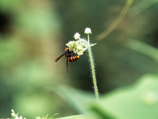 Japanese yellow hornet on small white flowers