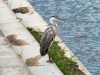 Gray heron rests beside a pond 1