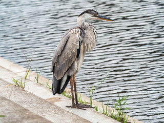 Gray heron rests beside a pond 2