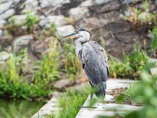 Gray heron rests beside a pond 3