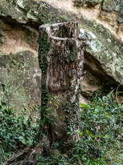moss covered stump beside rock face in Kamakura