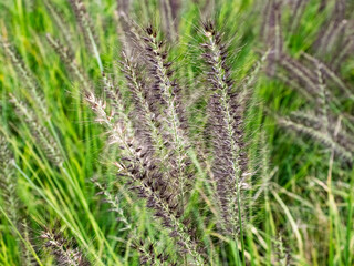 chinese pennisetum grass along a hiking trail