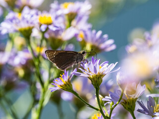Common Straight Swift butterfly on aster flowers