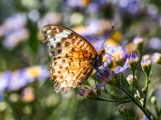 Tropical Fritillary butterfly on aster flowers 2