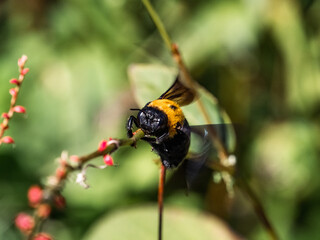 Japanese carpenter bee on small twig 2