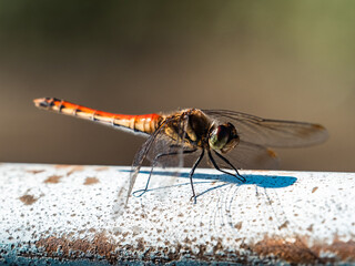 autumn darter dragonfly resting near Japan farm 2
