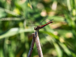 autumn darter dragonfly resting near Japan farm 7