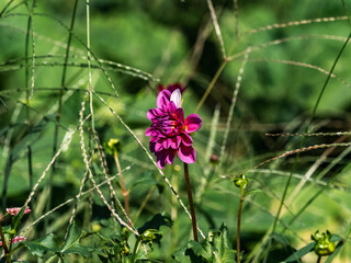 wild Elegant Zinnia flower beside a field