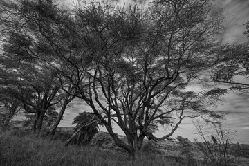 Kenyan trees in Savanna in black and white 