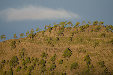Hill with a forest of Canary island pine Pinus canariensis and cloud. Integral Natural Reserve of Inagua. Gran Canaria. Canary Islands. Spain.
