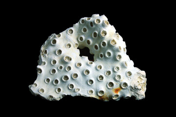 Coral  © Stanford Lone