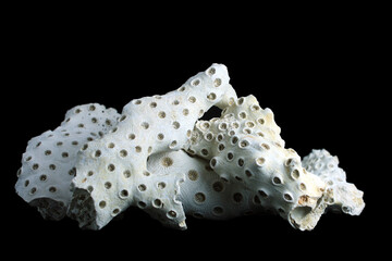 Coral  © Stanford Lone