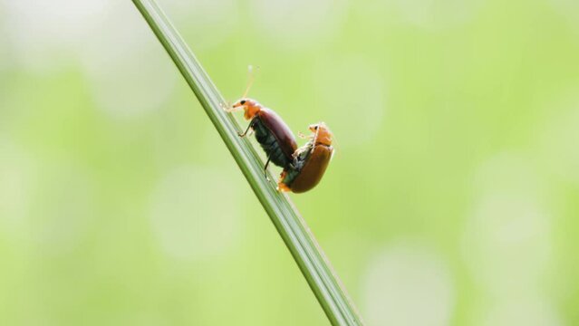 A pair of Aulacophora femoralis or Cucurbit leaf beetles mating on a weed leaf swaying in the wind