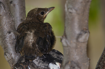 Nestling common blackbird Turdus merula cabrerae. Cruz de Pajonales. Integral Natural Reserve of Inagua. Tejeda. Gran Canaria. Canary Islands. Spain.