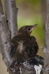 Nestling common blackbird Turdus merula cabrerae. Cruz de Pajonales. Integral Natural Reserve of Inagua. Tejeda. Gran Canaria. Canary Islands. Spain.