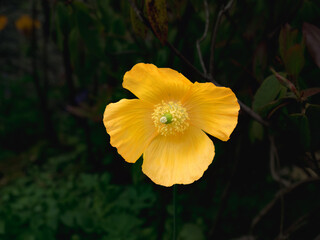 yellow flower in the garden
