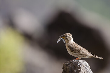 Fototapeta premium Rock sparrow Petronia petronia with a grasshopper to feed its chicks. El Toscon. The Nublo Rural Park. Tejeda. Gran Canaria. Canary Islands. Spain.