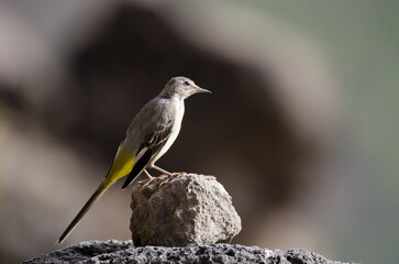 Grey wagtail Motacilla cinerea canariensis. El Toscon. The Nublo Rural Park. Tejeda. Gran Canaria. Canary Islands. Spain.