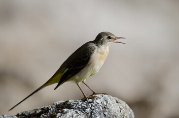 Grey wagtail Motacilla cinerea canariensis calling. El Toscon. The Nublo Rural Park. Tejeda. Gran Canaria. Canary Islands. Spain.