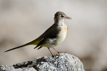Grey wagtail Motacilla cinerea canariensis calling. El Toscon. The Nublo Rural Park. Tejeda. Gran Canaria. Canary Islands. Spain.