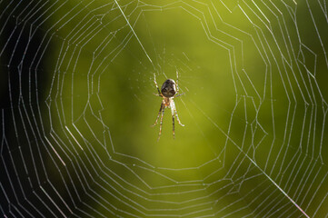 Metellina segmentata - Orb weaving spiders - Araneus segmentatus - Méta d'automne - Méta segmentée - Tatragnante segmentée