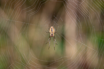 Metellina segmentata - Orb weaving spiders - Araneus segmentatus - Méta d'automne - Méta segmentée - Tatragnante segmentée