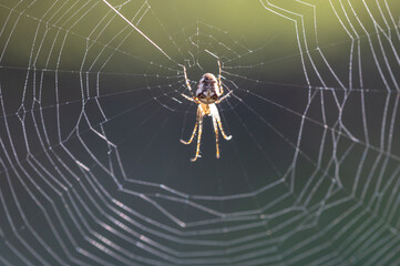 Metellina segmentata - Orb weaving spiders - Araneus segmentatus - Méta d'automne - Méta segmentée - Tatragnante segmentée