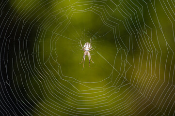 Metellina segmentata - Orb weaving spiders - Araneus segmentatus - Méta d'automne - Méta segmentée - Tatragnante segmentée
