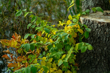 Autumn foliage near an old stump on a blurred background.