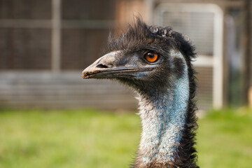 ostrich head close up