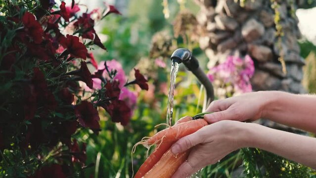 A woman washes fresh young carrots under tap water outdoors. Harvesting vegetables grown by yourself