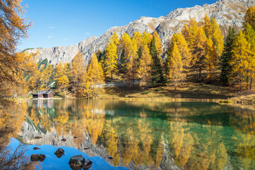 Herbstlich verfärbter Lärchenwald spiegelt sich im glasklaren Palpuognasee, Lai da Palpuogna,...