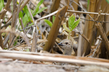 Chick of red-legged partridge Alectoris rufa. Integral Natural Reserve of Inagua. Gran Canaria. Canary Islands. Spain.