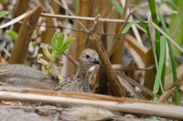 Chick of red-legged partridge Alectoris rufa. Integral Natural Reserve of Inagua. Gran Canaria. Canary Islands. Spain.