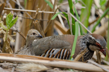 Chick and adult of red-legged partridge Alectoris rufa. Integral Natural Reserve of Inagua. Gran...