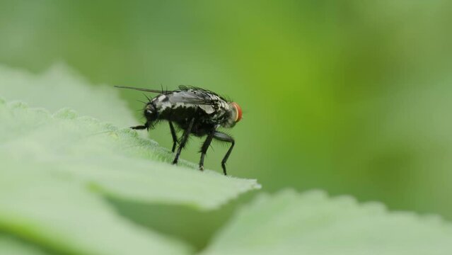 A black fly is perching on a green leaf