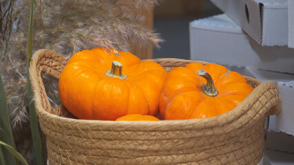 Orange pumpkins are sold in autumn on a street stall. Close-up