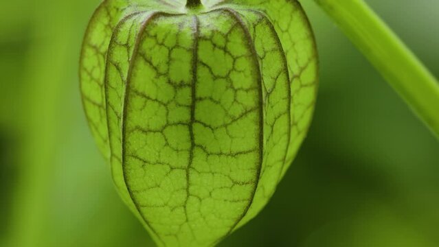 A Ground Cherry fruit that is quite old and still wrapped in fruit petals