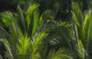 Obraz na płótnie Canvas palm tree leaves background 