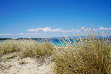 Mediterranean sand dunes on the beach summer 2022