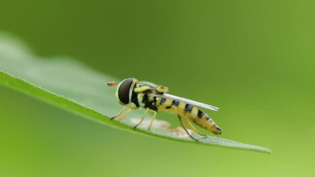 A Sphaerophoria scripta or a kind of hoverflies that is perched on a green leaf