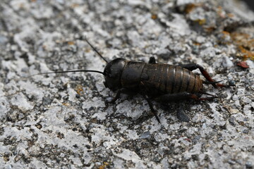 
cricket on the ground close up