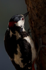 Great spotted woodpecker Dendrocopos major thanneri. Male. Alsandara mountain. Natural Reserve of Inagua. Tejeda. Gran Canaria. Canary Islands. Spain.