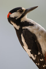 Great spotted woodpecker Dendrocopos major thanneri. Male. Alsandara mountain. Natural Reserve of Inagua. Tejeda. Gran Canaria. Canary Islands. Spain.