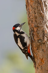 Great spotted woodpecker Dendrocopos major thanneri. Male. Alsandara mountain. Natural Reserve of Inagua. Tejeda. Gran Canaria. Canary Islands. Spain.