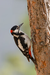Great spotted woodpecker Dendrocopos major thanneri. Male. Alsandara mountain. Natural Reserve of Inagua. Tejeda. Gran Canaria. Canary Islands. Spain.